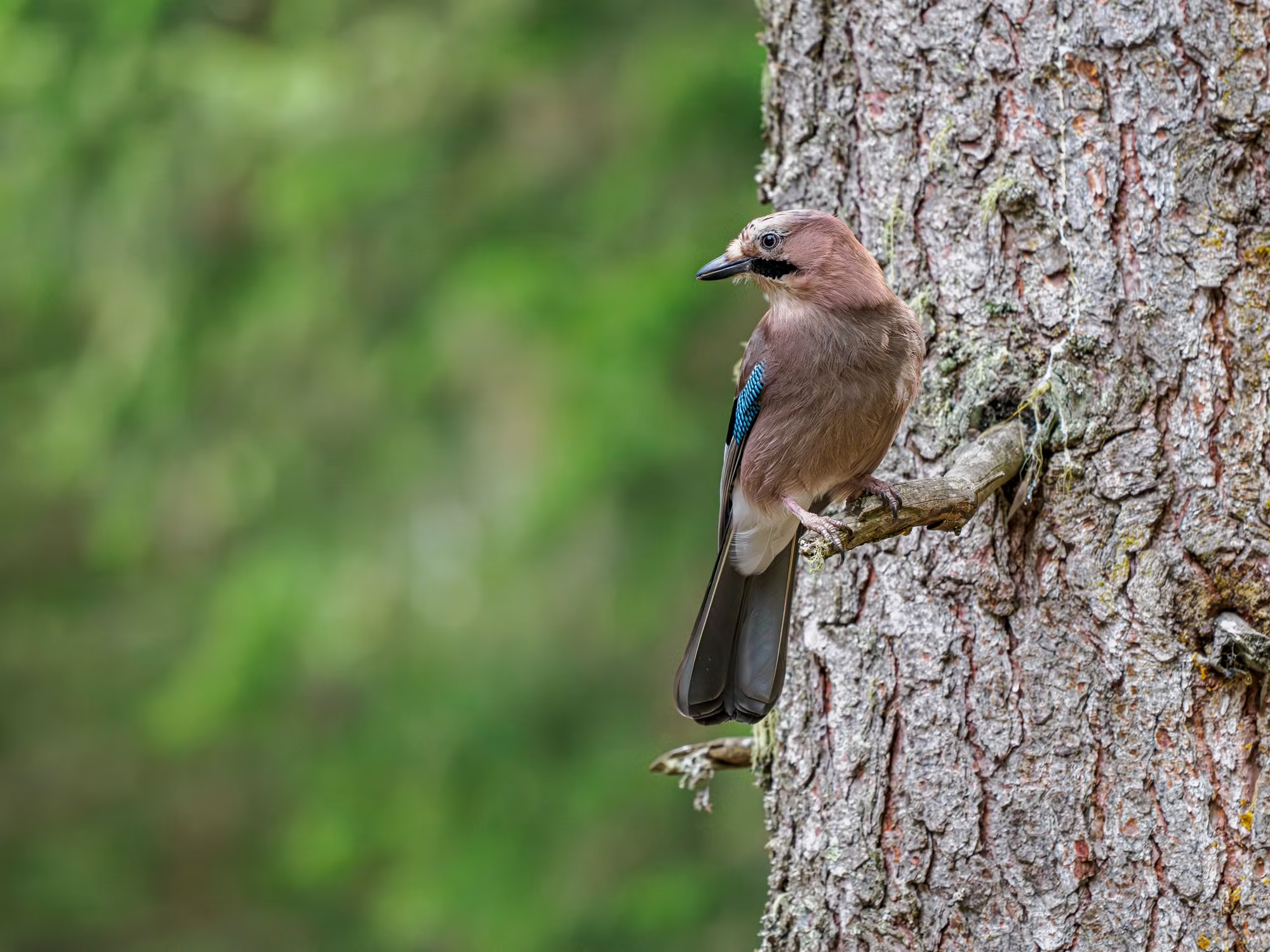 highres_532708235 @howardbrundrettphotography